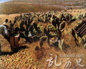 采集仙人掌果实