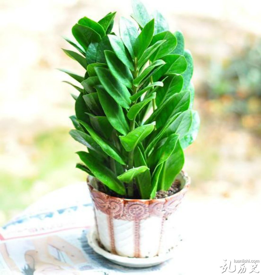 风水植物如何布置得宜"迎吉挡煞"?风水植物吉凶解析