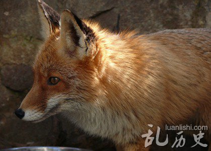狐狸形象变迁:秦汉时被尊为祥瑞 汉代以后成为淫兽