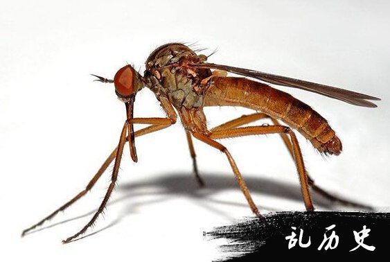 金腹巨蚊：世界上最大的蚊子 是普通蚊子的十倍