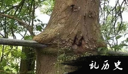 吃人树真的存在吗？ 会吞噬人的树本来是这种！