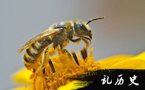 物种的灭尽能影响人类保留？ 6种与人类生死有关的动物