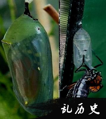 4.金色帝王蝴蝶茧
