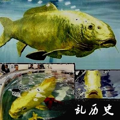 5、金色鲶鱼