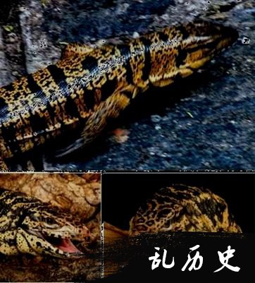 7.金色树栖蜥