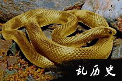 8.黄金蛇