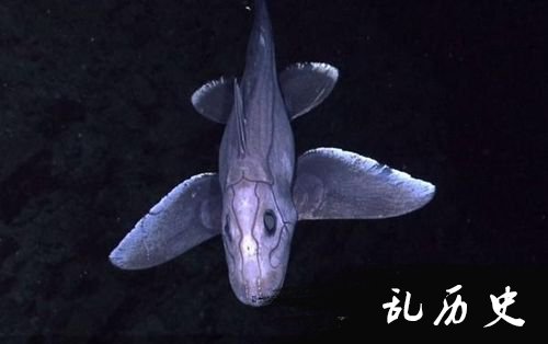 深海里的神秘生物 可媲美恐龙的陈腐银鲛