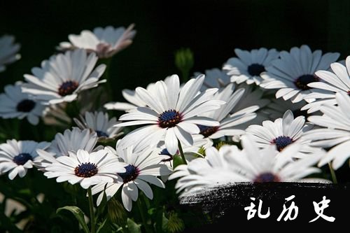 白色万寿菊
