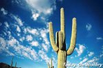 世界最高仙人掌 最高可达21米的巨人柱