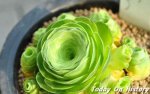 世界玫瑰花之中的奇葩 “宝莲灯”极为相像山地玫瑰