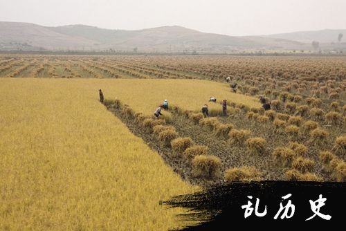 韩国稻田