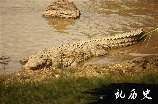 陕西镐京遗址掘客鳄鱼骨板 史前巨鳄是真的?