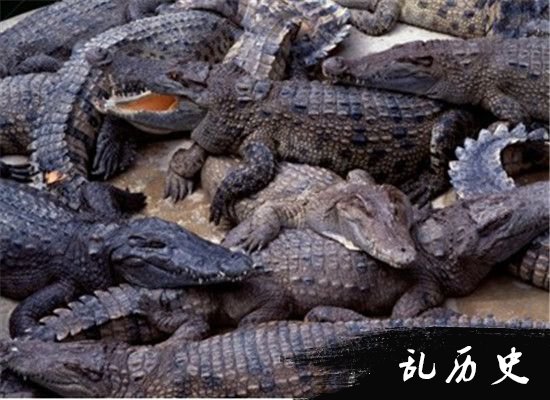 陕西镐京遗址掘客鳄鱼骨板 史前巨鳄是真的?