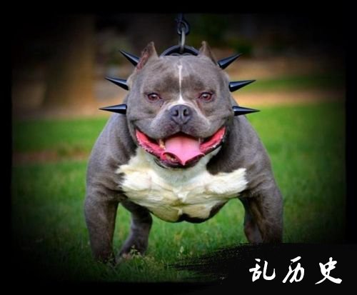 美国恶霸犬