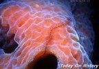 世界上最大的海绵 髙度可达1.07米