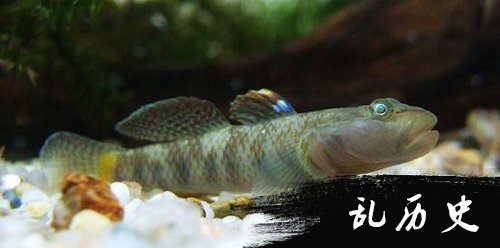鰕虎鱼
