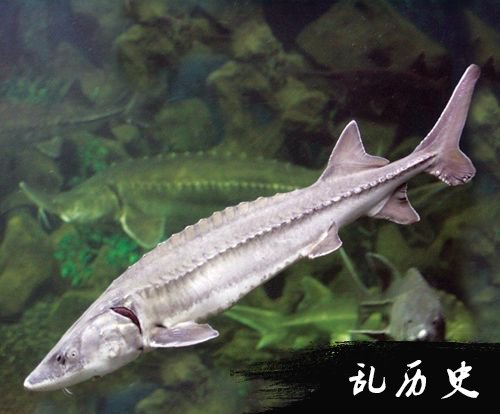 鲟鱼