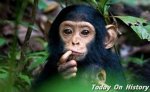 和人类亲缘关系最近的动物 能力超过两岁儿童的黑猩猩