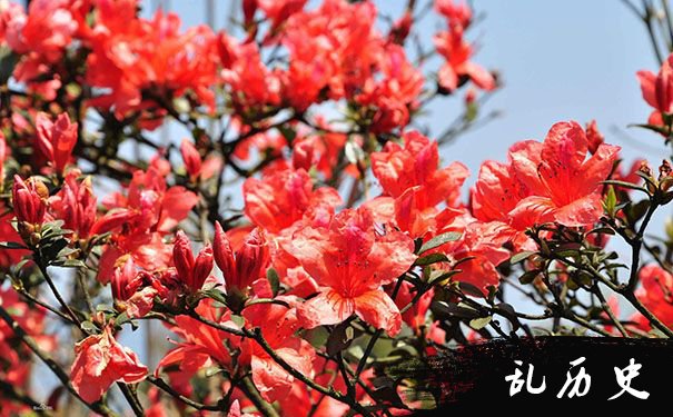 梦见杜鹃花