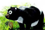 大熊猫的祖先始熊猫化石 始熊猫吃肉吗？