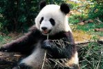 大熊猫的百科 始熊猫的进化历程