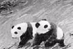 始熊猫起源和演化之谜