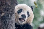 始熊猫的介绍 熊猫物种繁衍历史