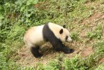 大(始)熊猫的食性