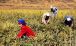梦到锄草