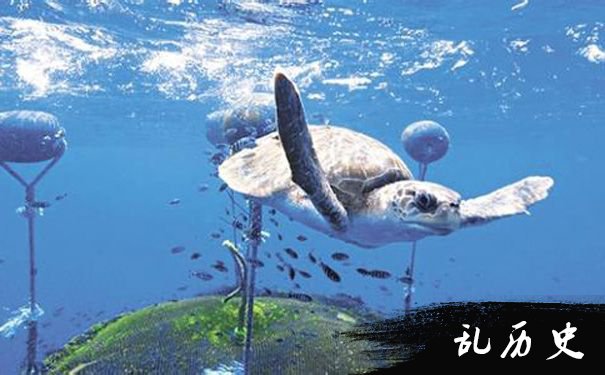海洋生物