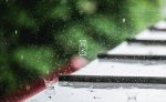 做梦梦到雨水淋湿花草