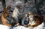 韩国的无价之宝——韩国虎 世界各国的国宝动物