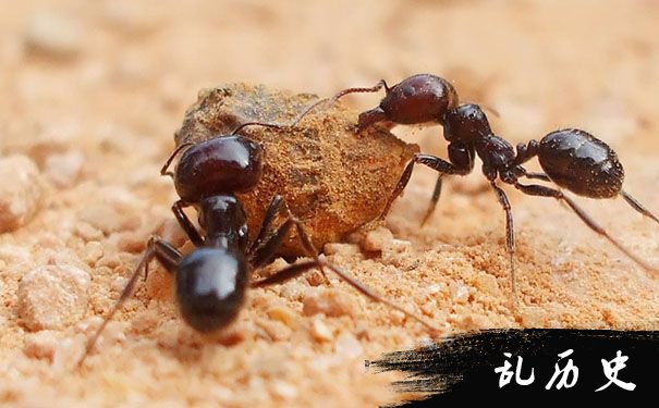 梦见食物上有蚂蚁是什么意思