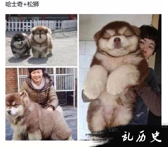 各种杂交的犬类 看到第九个我真的服了