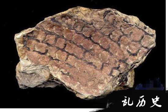 瑞典发现历史最早的化石 复杂生命或早出现4亿年