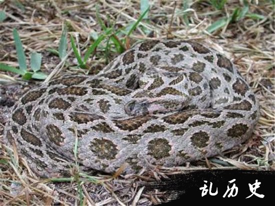 中国十大毒蛇排行榜 竹叶青能排第几？