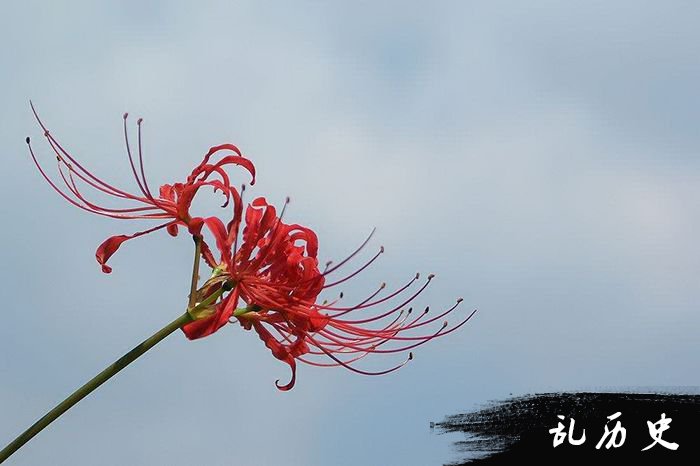 彼岸花的图片 彼岸花的唯美图片