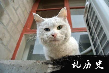 故宫猫保安图片大全 故宫猫保安照片
