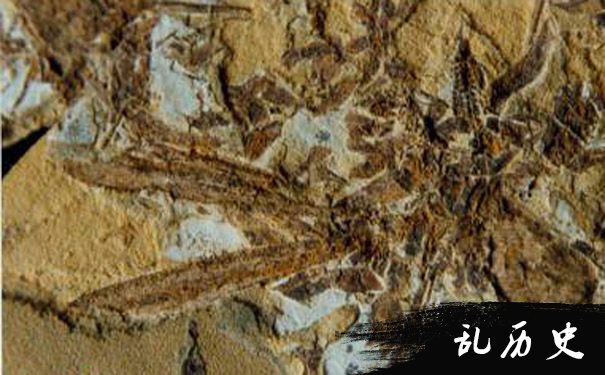 巨型蜻蜓化石