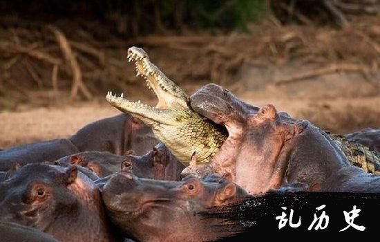 鳄鱼与河马:鳄鱼为什么不吃河马