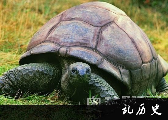 世界上最长寿的乌龟 活到多少岁