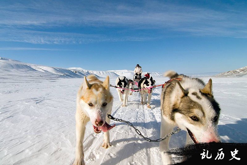 阿拉斯加雪橇犬图片大全 阿拉斯加雪橇犬照片