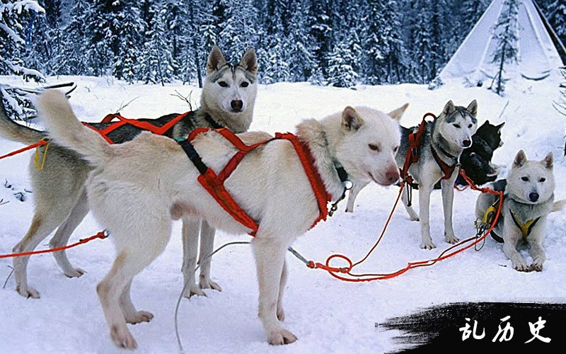 阿拉斯加雪橇犬图片大全 阿拉斯加雪橇犬照片