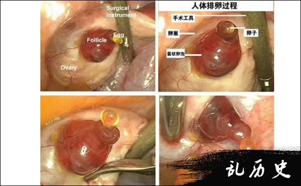 人类排卵的过程