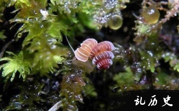 最小的蜗牛