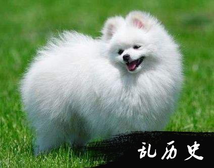 博美犬图片大全 超萌博美犬图片欣赏