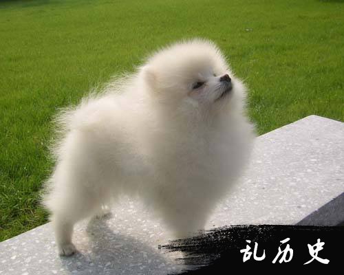 博美犬图片大全 超萌博美犬图片欣赏