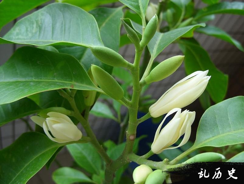 白兰花图片大全 白兰花高清壁纸