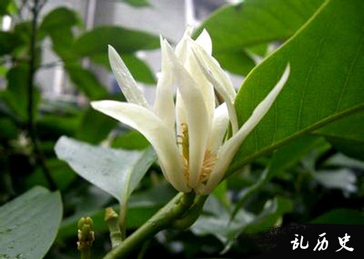 白兰花图片大全 白兰花高清壁纸