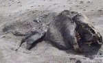 恐龙复活了?新西兰海滩现动物死尸引猜测